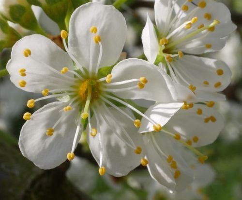 ŚLIWA MIRABELKA Prunus domestica subsp.syriaca - NASIONA 200 sztuk - 100gNW na Arena.pl
