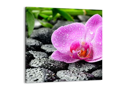 Obraz Na Płótnie - Storczyk Kamień - 60X60 Cm - Ac60X60-2165 na Arena.pl
