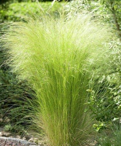 Paulownia ShanTong Drzewo tlenowe 100nasion+gratis na Arena.pl