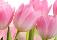 Fototapeta 3D kwiaty tulipany róż na wymiar FLIZ