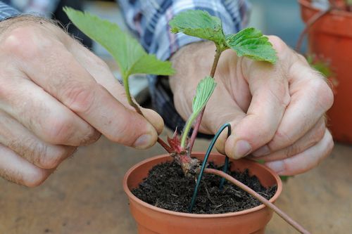 SUM28 MULTIROOTS UKORZENIACZ 100ML SUMIN na Arena.pl