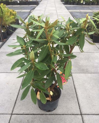 Różanecznik Taragona C3 E na Arena.pl