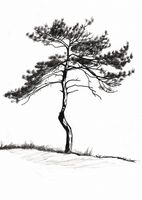 Plakat 64x90cm Samotna Sosna