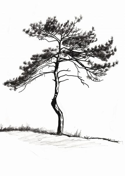 Plakat 64x90cm Samotna Sosna zdjęcie 1