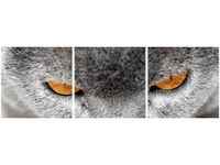 90X30CM KOCUR JENNY DOWNING TRÓJ OBRAZ