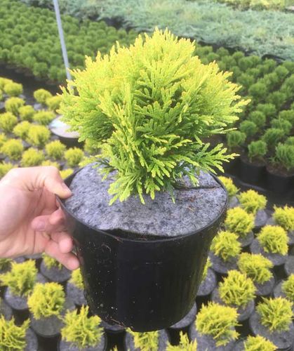 Żywotnik zachodni Mirjam C2 E na Arena.pl