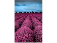 OBRAZ LAWENDOWY NCUSKI KRAJOBRAZ