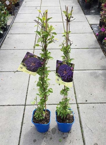 Powojnik Clematis Shin-shigyoku C2 E na Arena.pl