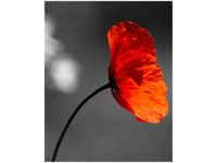 40X50CM SAMOTNY MAK JENNY DOWNING OBRAZ