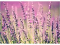 50X70CM LAWENDA OBRAZ POKOJU DREWNINE