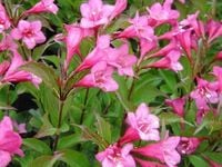 Krzewuszka cudowna RUMBA Weigela Różowa P9