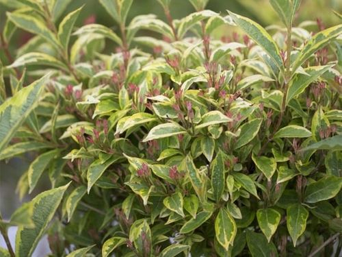 Krzewuszka FRENCH LACE Brigela Żółto-zielona C2 na Arena.pl