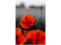 40X60CM SIAŁA BABA MAK JENNY DOWNING OBRAZ