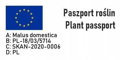 Jabłoń MALINÓWKA OBERLANDZKA smak malin PYSZNA na Arena.pl