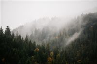 Fototapeta Las we Mgle PEJZAŻ Natura Góry 405x270