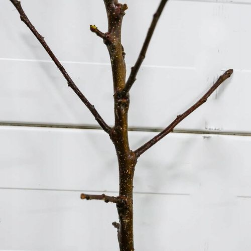 SADZONKI DRZEWKA OWOCOWE JABŁOŃ SZAMPION SŁODKA NAJLEPSZA I SOCZYSTA na Arena.pl