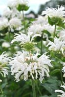 Pysznogłówka ogrodowa Bee-Bright magnes dla motyli i pszczół
