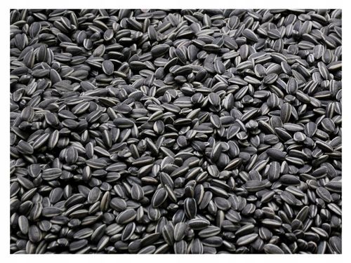 20kg Słonecznik Czarny nie Łuskany Ziarno na Zimę Karmnik dla Ptaków Champi na Arena.pl