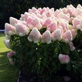 Hortensja bukietowa LIVING SUMMER LOVE CUKIERKOWA