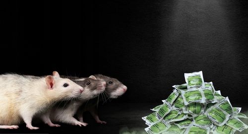 RATIMOR Trutka na szczury i myszy gryzonie w saszetkach Pasta na Arena.pl