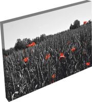 OBRAZ na płótnie KWIATY maki w szarości 120x80