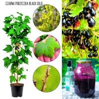 Czarna Porzeczka Black Gold na dżemy KRZEW 40-60 cm