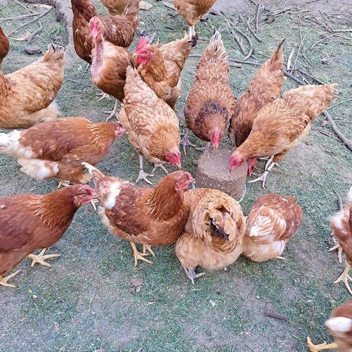 Dziobak dla kur PECKIT 4kg witaminy dla kur niosek na kanibalizm z muszlami na Arena.pl