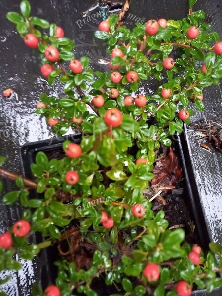 Irga szwedzka Coral Beauty karłowy krzew okrywowy zdjęcie 2