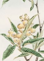 Plakat 13x18cm Biwa Loquat, Morikaga Japoński Vintage do Salonu