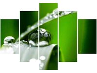 105CM 150CM OBRAZ 5 ELEM PORANNA ROSA JENNY DOWNING DRUK