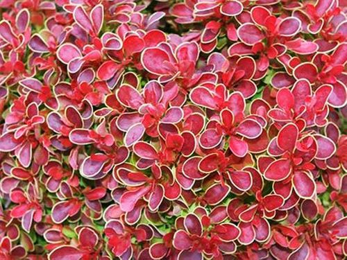 Berberys Thunberga Admiration P9 E na Arena.pl