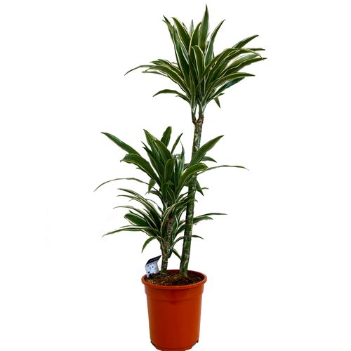 DRACENA WHITE STRIPE  105 cm na Arena.pl