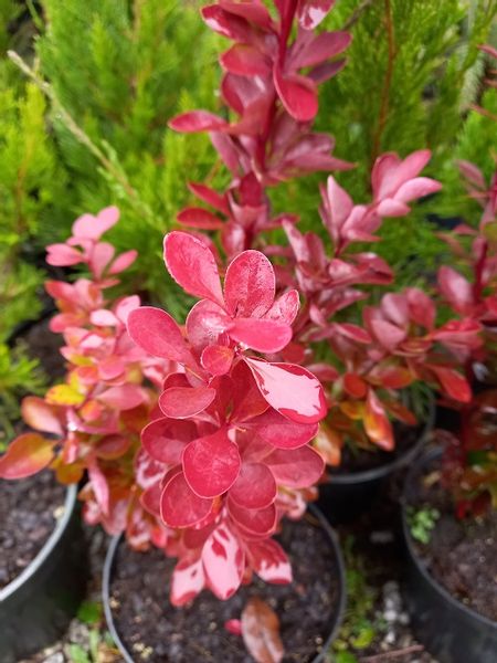 Berberys thunberga Red Rocket kolumnowy żywopłot zdjęcie 6