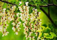 GK PEREŁKOWIEC JAPOŃSKI MIODODAJNY