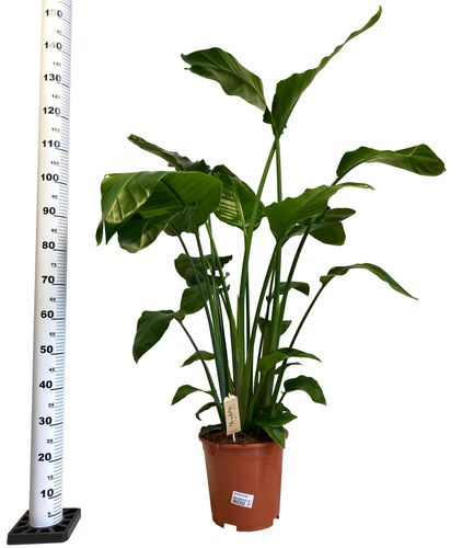 STRELICJA BIAŁA NICOLAI 150cm na Arena.pl