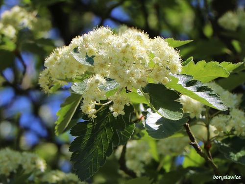 Jarząb szwedzki (Sorbus intermedia) w doniczkach C2, wysokość 60-80 cm na Arena.pl