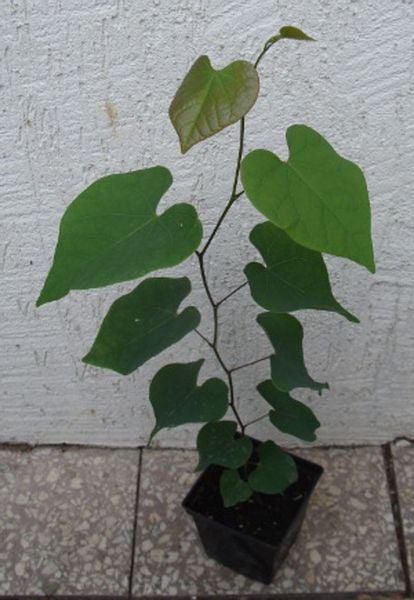 JUDASZOWIEC KANADYJSKI - sadzonki w doniczkach zdjęcie 3