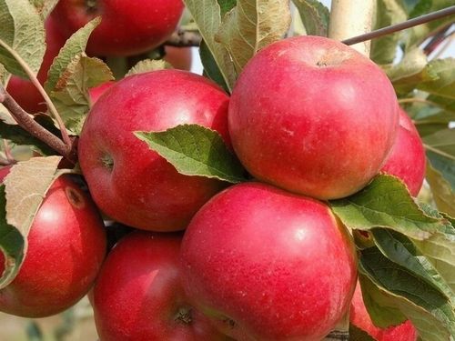 JABŁOŃ GRUSZA CZEREŚNIA WIŚNIA BRZOSKWINIA MORELA KOLUMNOWE PAKIET 6 na Arena.pl