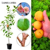 Śliwomorela Japońska Dapple duże owoce 100-150 cm