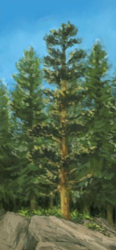 Gra Kaskadia Pomniki przyrody na Arena.pl