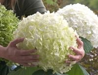 Hortensja BUKIETOWA ANABELLE śnieżnobiały GIGANT