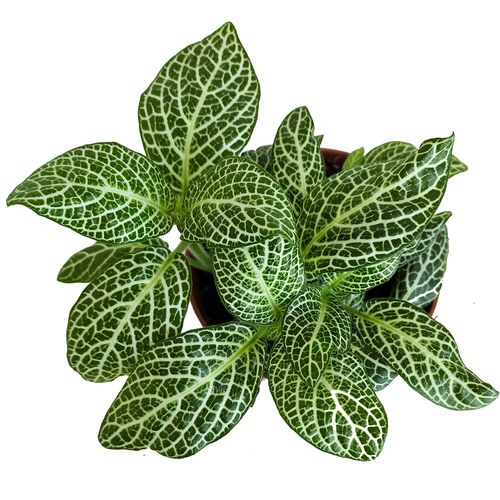 FITTONIA SNOW ANGEL 12cm na Arena.pl