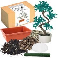 ZESTAW DO UPRAWY EUKALIPTUS SREBRNY DRZEWKO BONSAI NASIONA 5 SZT WIELOLETNI