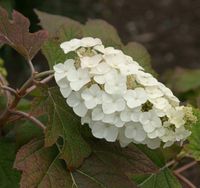 HORTENSJA DĘBOLISTNA Amethyst - sadzonki w doniczkach