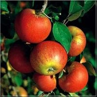 JABŁOŃ KOKSA POMARAŃCZOWA smak gruszy - sadzonki 110 / 140 cm