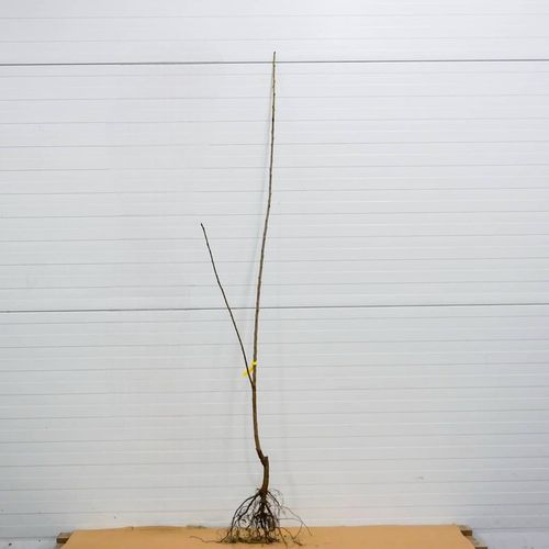 DRZEWKA OWOCOWE CZEREŚNIA BURLAT DUŻE CIEMNE OWOCE SŁODKA SADZONKI CZEREŚNI na Arena.pl