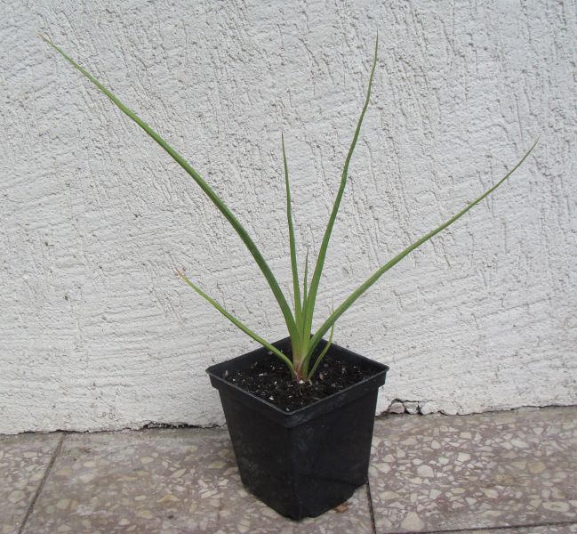 TRYTOMA CYTRYNOWA Kniphofia - sadzonki w don. na Arena.pl