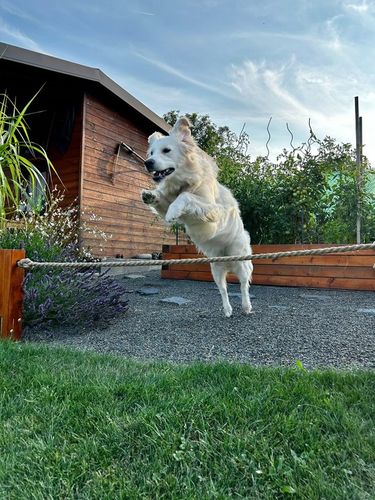 VITAR Veterinae Mineral Forte 500 g - dla mocnych i zdrowych zębów i kości na Arena.pl