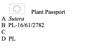 5x Bakopa Bacopa Sutera biała, sadzonki na Arena.pl