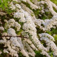 Tawuła nippońska 'Snowmound' Śnieżnobiała (Spiraea nipponica) Doniczka 2.0L